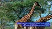 Dwindling Populations May Soon Make Giraffes Endangered