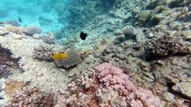 انتعاش السياحة المصرية يهدد الشعاب المرجانية في البحر الأحمر