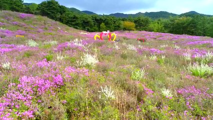 지리산 바래봉 철쭉 어디까지 왔을까? / YTN
