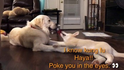 Great Pyrenees VS Akita - New toy