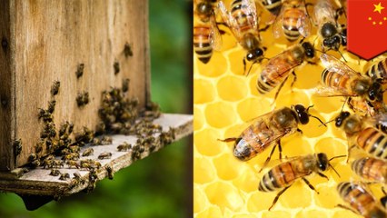 自宅アパートに1万匹以上の蜂を飼育していたカップル - トモニュース