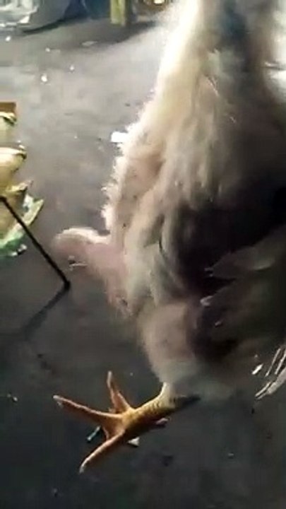 pollo extraño