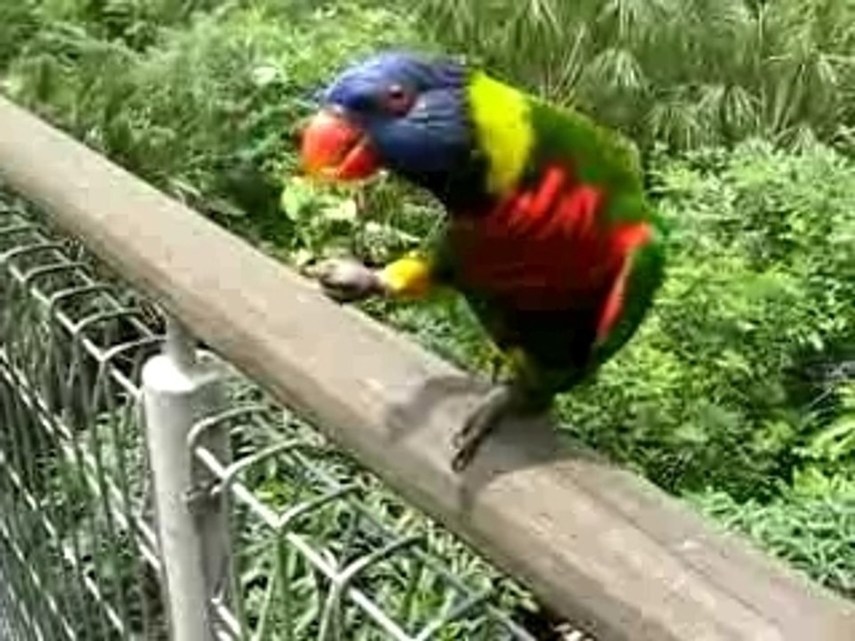 Talking Parrots
