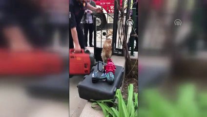 Demir kapıya sıkışan köpek kurtarıldı - ANKARA