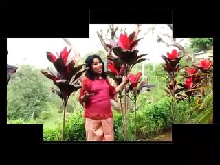 Bunga Cinta Pridari Karna