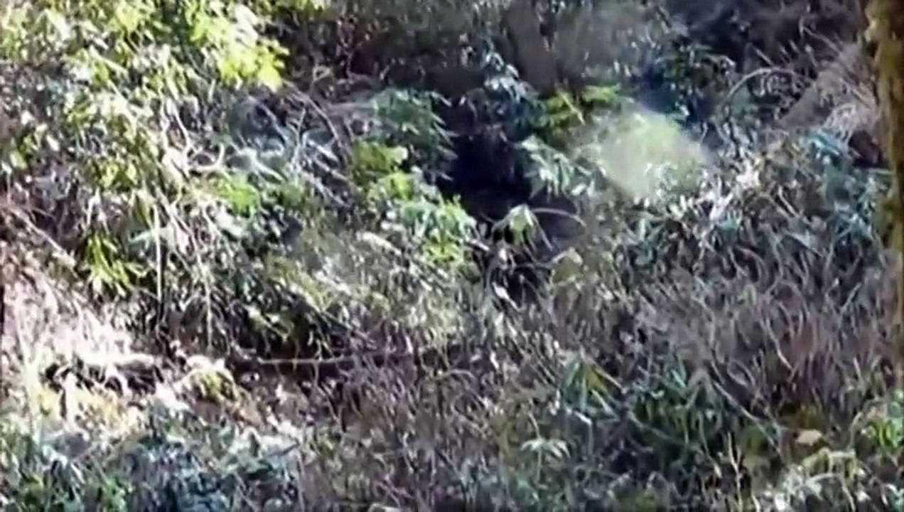 Top 3 Bigfoot Videos Of April 2014 -Snow Yeti- -Face of Bigfoot-- and -Baby Yowie--