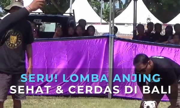 Seru! Lomba Anjing Sehat dan Cerdas di Bali