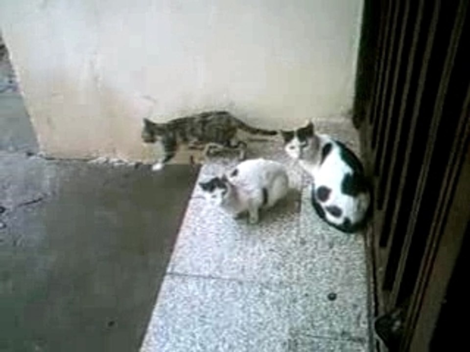 Chats attendent le repas.