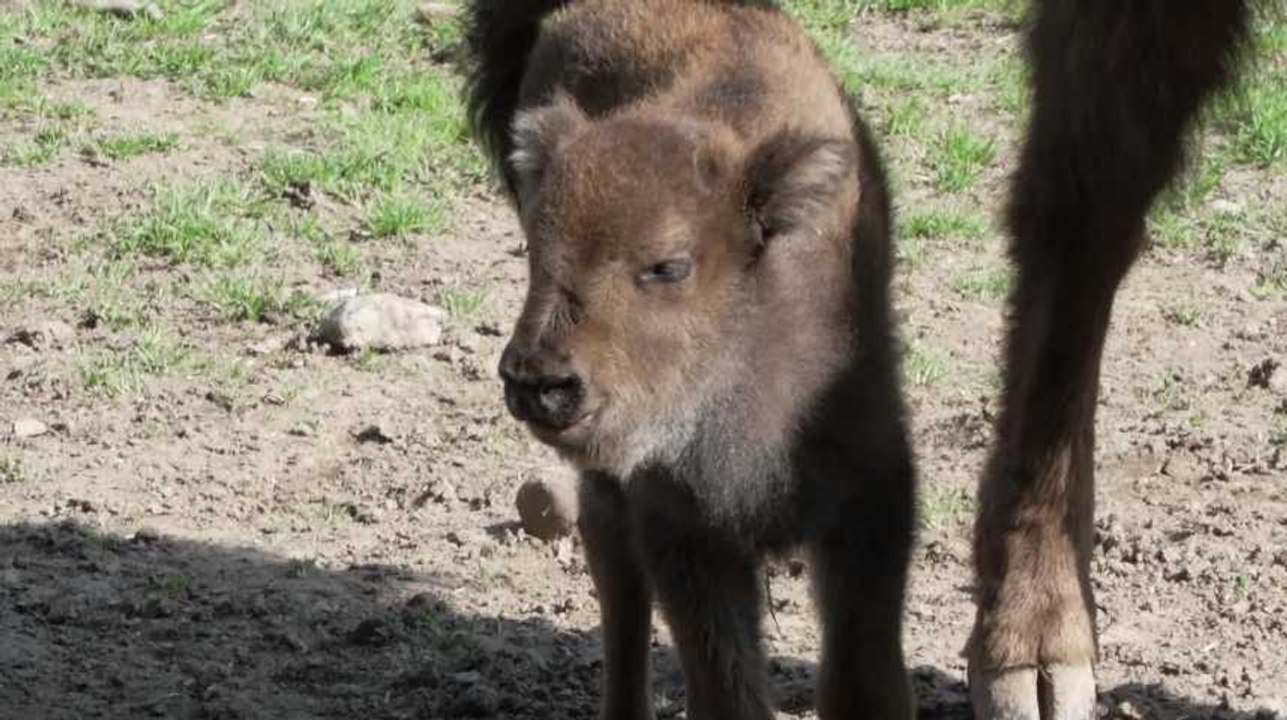 Naissance d'un bison au Domaine des Grottes de Han