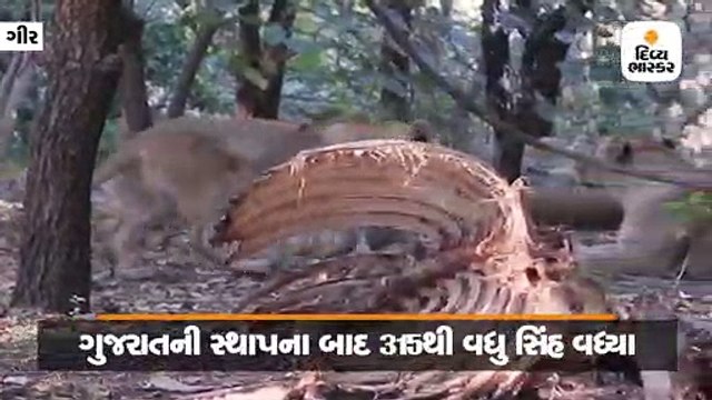 ગીરમાં 1947માં 11 સિંહ હતા, 1960 પછી 285 થયા અને આજે 600, પડકારો છતાં સાવજો સચવાયા
