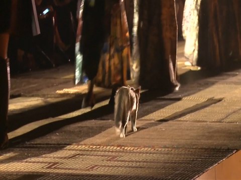 Cat makes an appearance on a fashion catwalk and steals the show