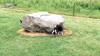 Adorable : un chien et un canard jouent ensemble