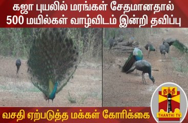 Download Video: ஆட்சியர் அலுவலகத்தில் 500 மயில்கள் தஞ்சம், கஜா புயலில் மரங்கள் சேதமானதால் வாழ்விடம் இன்றி தவிப்பு