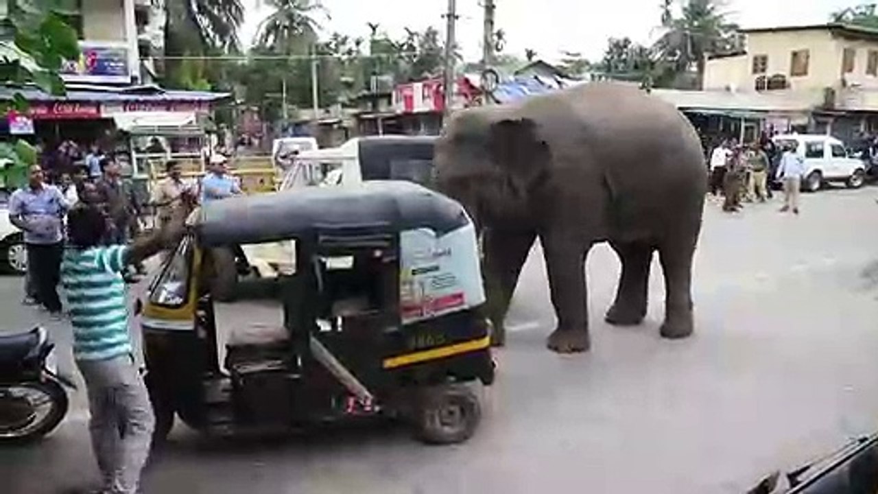 Ein Elefant spaziert durch die Stadt