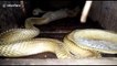 Terrifying moment cobra hunts pet albino mice