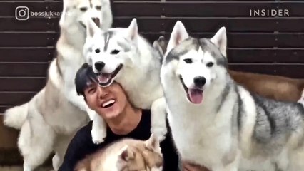 Cafe in Thailand Has 23 Huskies For You To Play With