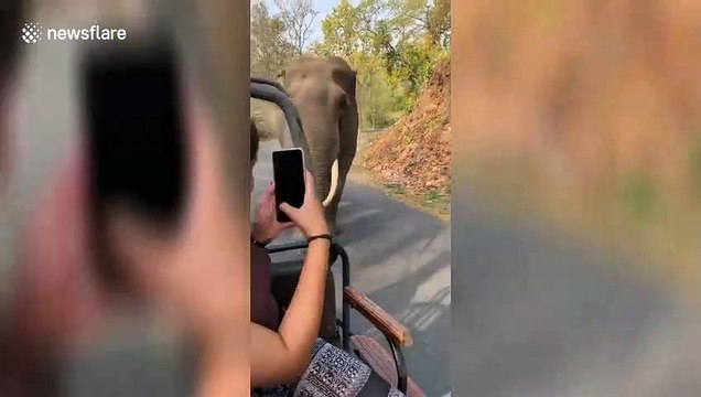 Charging elephant chases after tourists at preserve in northern India