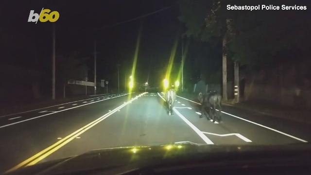 Cows & Cops! Dashcam Video Shows California Police ‘Steer’ing Rogue Cows Back Home Via Police Car