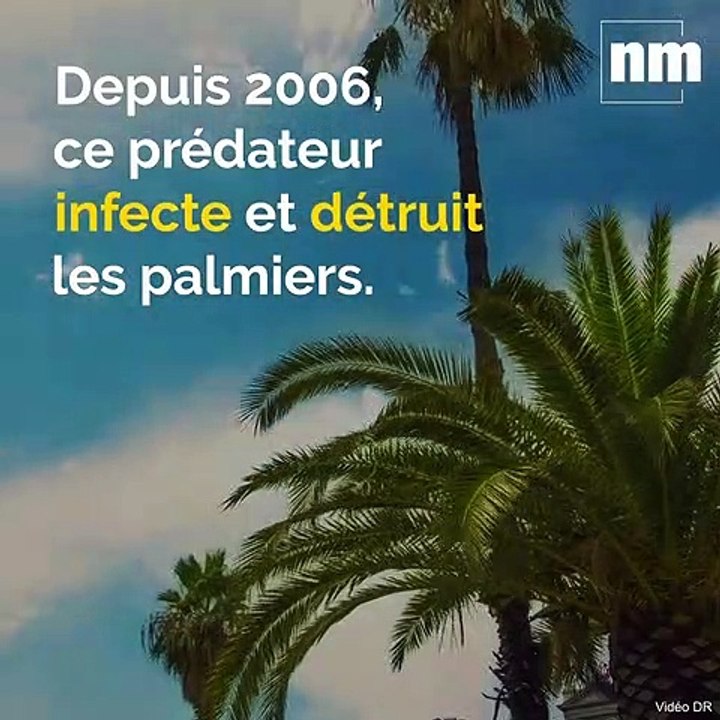Les palmiers de la Côte d'Azur sont menacés