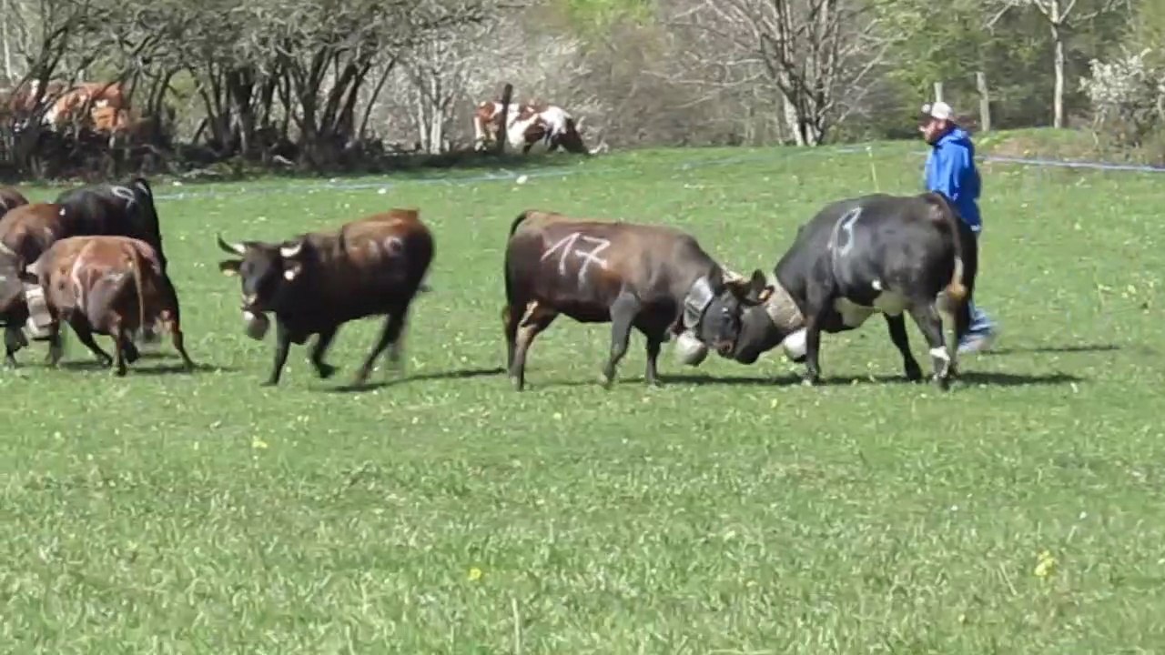 Combat de vaches Hérens lors de la mise en herbe