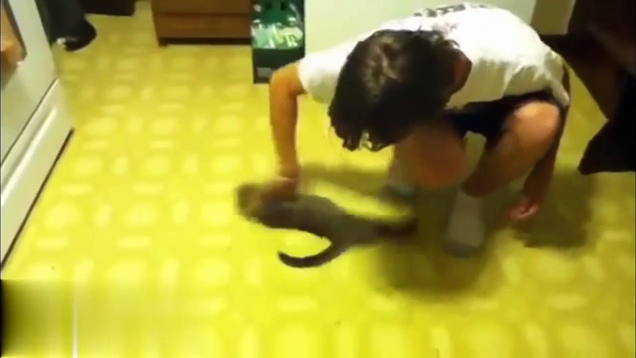 Spin and Dizzy Cat