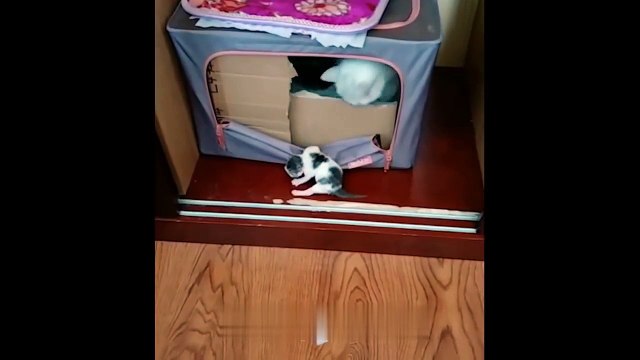 Mother cats protecting their cute kittens