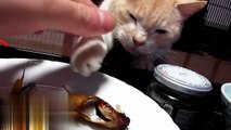 The Funniest and Most Humorous Cat Trying to Steal Fish