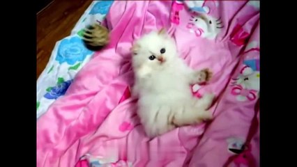 So many cute kittens