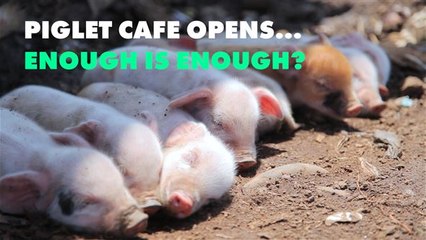 A new piglet cafe begs the question... is it the trend to end?