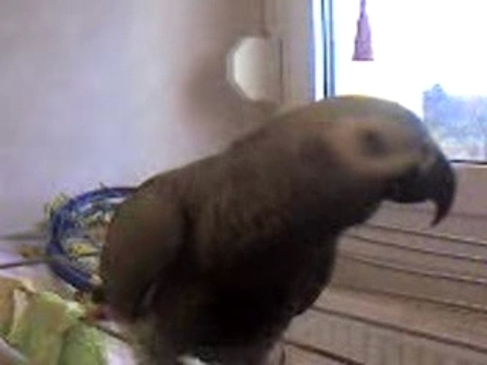 miko gris du gabon dit "bonjour"