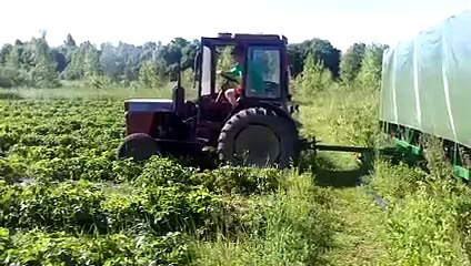 Cette machine permet de cueillir les fraises sans aucune main d'oeuvre