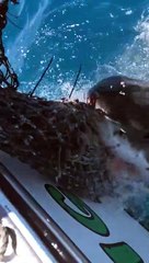 Скачать видео: Un grand requin blanc vient attaquer un filet accroché à un bateau de pêcheurs !