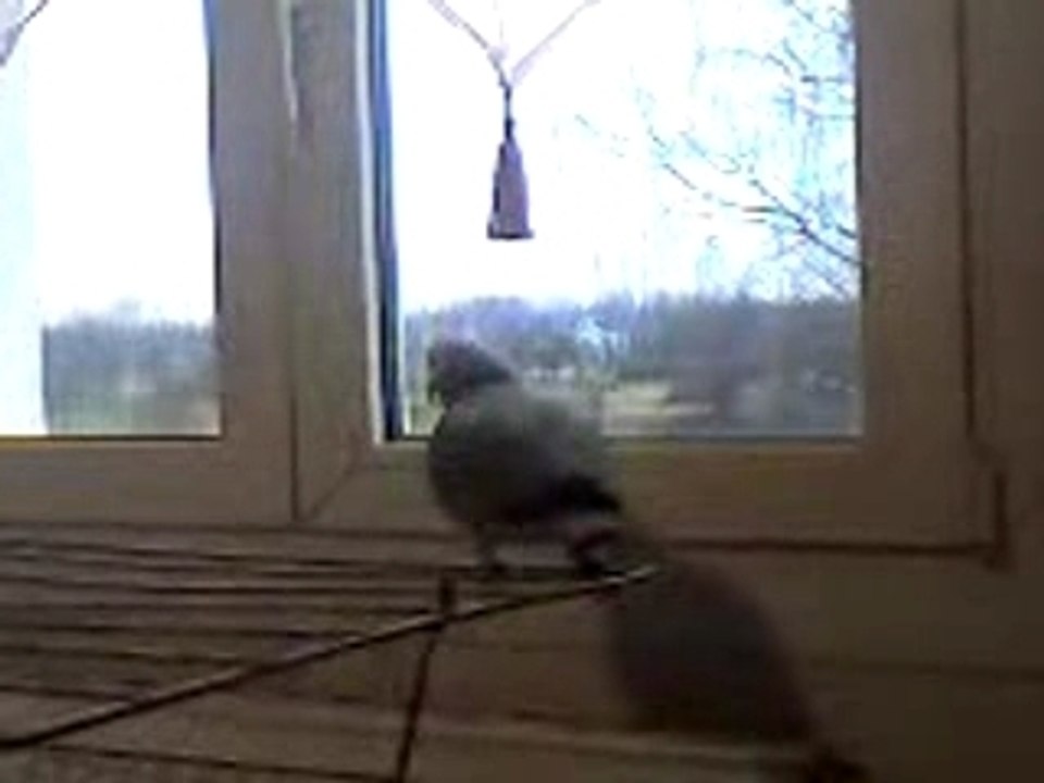 miko gris du gabon dit "non"