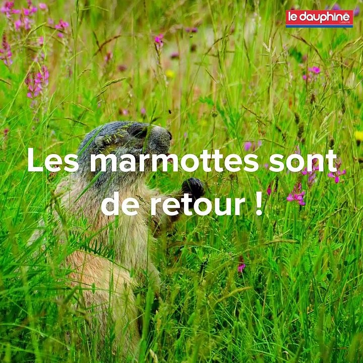 Les marmottes sont de retour !