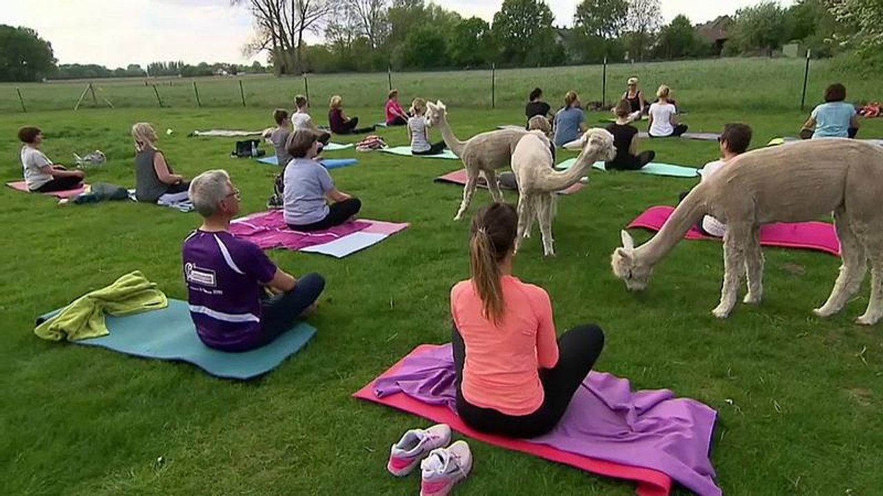 Alpaka-Yoga: Ruhe und Faszination