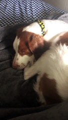 Could They Snore Any More?