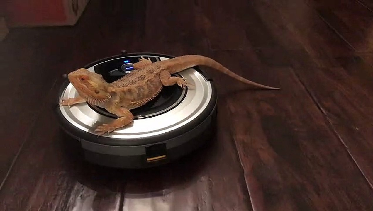 Bearded Dragon Takes Relaxing Roomba Ride