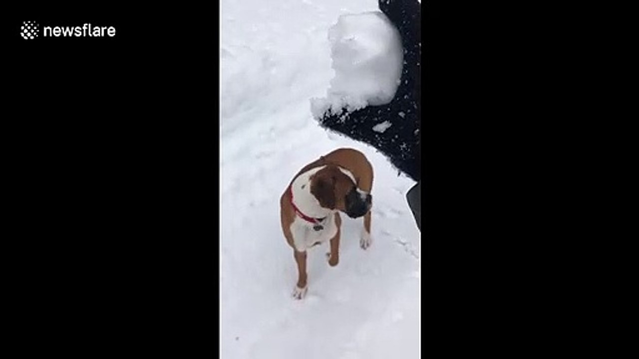 A snowy great time! Dog in Maine dives face first into snow pile
