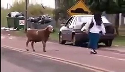 Sheep Attacks Everyone Passing By and Knocks Lady Over!