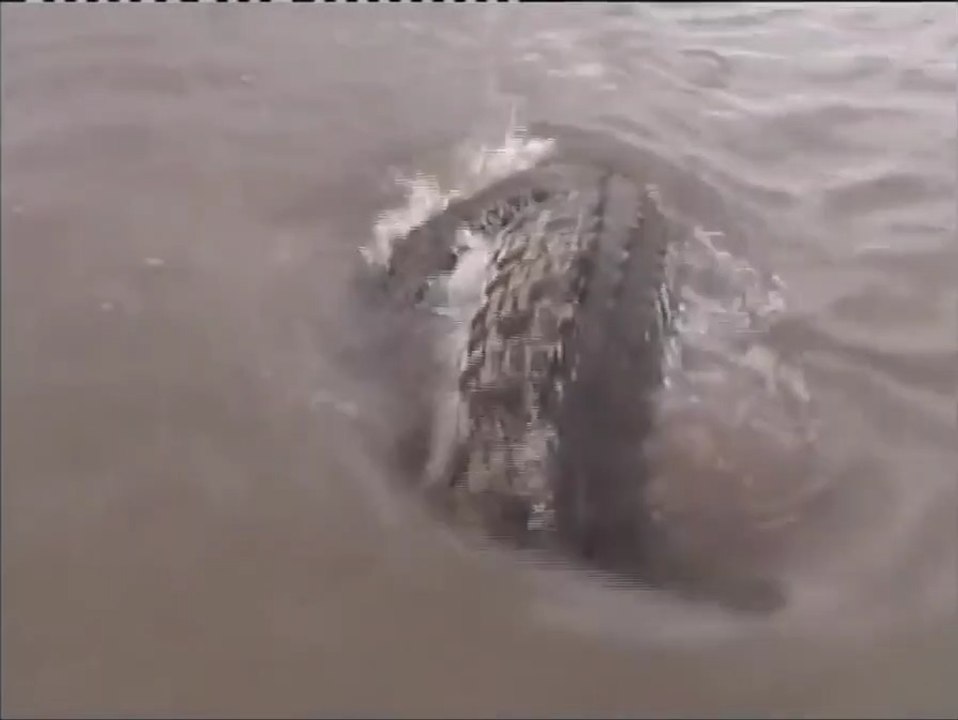 Regardez ce qui va venir voler la prise de ce pecheur... Monstrueux