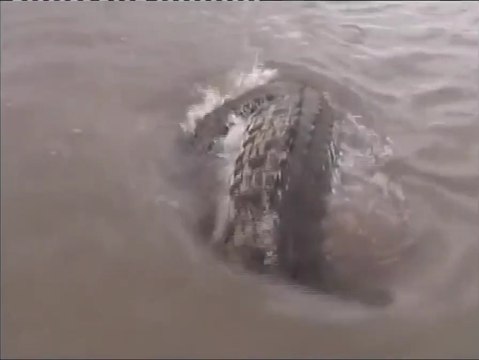 Regardez ce qui va venir voler la prise de ce pecheur... Monstrueux