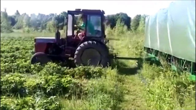 Une drole de façon de cueillir les fraises, mais efficace