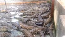 L'heure du repas pour des centaines de crocodiles... Folie