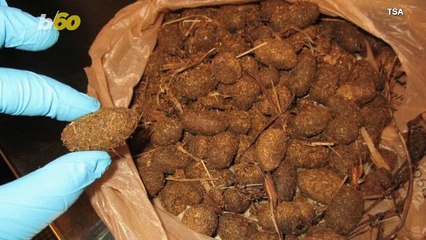 Man Reportedly Brings Bag of Moose Droppings Through TSA Security