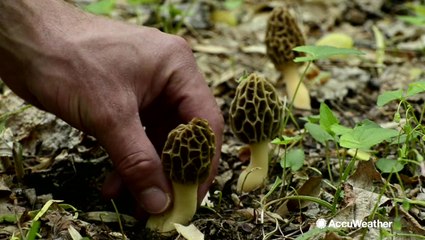 Foraging for spring delicacies