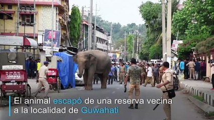 Un elefante se pasea a sus anchas por las calles de una ciudad india