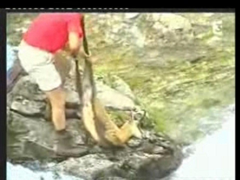 SAUVETAGE D UN CHAMOIS QUI SE NOIT