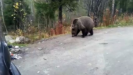 Se encuentra con un oso hambriento en pleno bosque