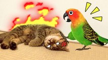 Funniest Cats and Dogs  - Awesome Funny Pet Animals' Life Videos (2018)