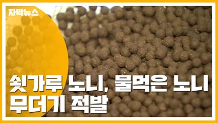 [자막뉴스] '쇳가루 노니, 물먹은 노니' 무더기 적발 / YTN